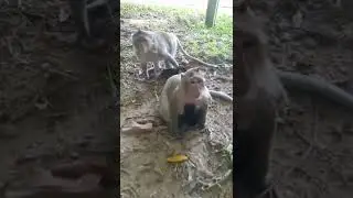 Monkey Family With Two Babies #monkey #animals #jungle