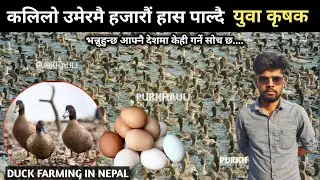 हजारौ हासको साम्राज्य तयारि एक युवाको, हासको मासुभन्दा अन्डामा फाइदा धेरै - duck farming in nepal