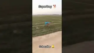 Superdog 😂 || #superdogs #speed #hunting #taazi #nature #doglover #dogshorts #dogsplaying #animals
