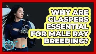 Why Are Claspers Essential For Male Ray Breeding? - The Marine Life Explorer