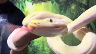 11/4/25 Cow Reticulated Python Male #A