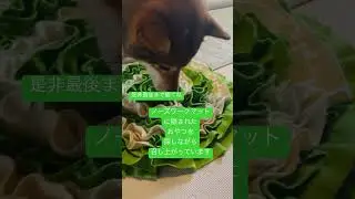 #愛犬#柴犬#胡麻柴#藤井風 #きらり#kirari #fujiikaze