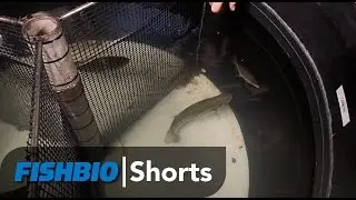 FISHBIO Shorts | Trout is eaten by a Black Bass
