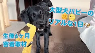 【1日密着】大型犬パピーとの起床から就寝まで【犬との暮らし】