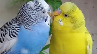 Love Birds | Australian Parrots | Budgies Breeding Pair | Budgies Family🦜🐦😘💕