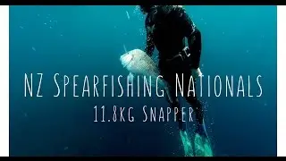 11.8kg Snapper | NZ Spearfishing Nationals