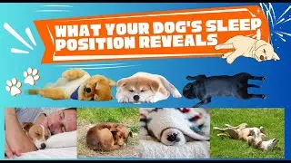 What Your Dog's Sleeping Position Reveals About Their Personality, Health, and Character