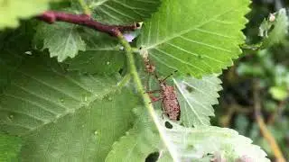 Field elm (Ulmus minor) - Shield bug feeding on a caterpillar - May 2018