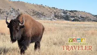 National Parks Traveler: Traveler's Calendar and Supporting Wind Cave Bison