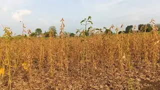 NRC 142 soyabin | nrc142 soyabean | NRC 142 सोयाबीन | एनआरसी 142 सोयाबीन 105 दिनों के बाद
