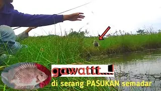 Di serbu pasukan ikan semadar || sampai perut laparr
