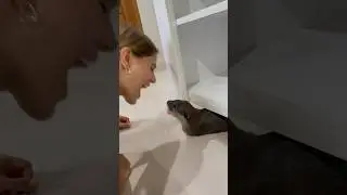 Otter tries to take bite out of his mothers nose! #otter #attack #shorts #cute