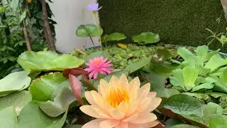 136-All about my water plants # water lilies #Monsoon special # part 1