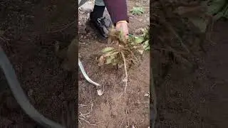Rural Farmer #2788