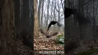 Hawk attacks crows! #shorts