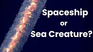 The Science Fiction Lives of Siphonophores