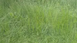 አሰላማለይኩም