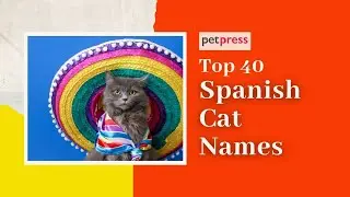 Spanish Cat Names 🐱 - Top 40 Kitten Names In Spanish