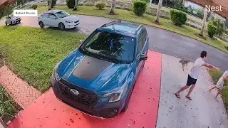 Neighbors in Boynton Beach community rescue dog from coyote