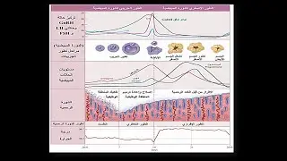 الدرس الثاني الدورة الجنسية