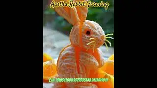 Cute, Profitable, and a Little Weird: Orange Rabbit Farming