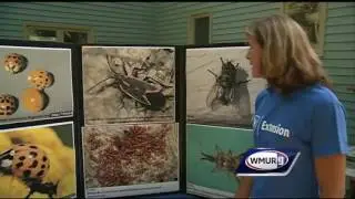 Grow it Green: Fall pests