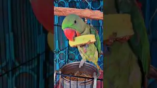 Cute 🥰 parrot Talking funny and smart #comedy #thegreatindianfamily #fun