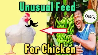 Shocking Results After Using Fermented Banana Peel As Chicken Feed