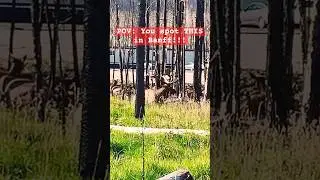 POV: You spot THIS in Jasper!!!#jasper #wildlife #hunting #travel #wilderness #canada #tour #alberta