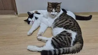 따뜻한 온돌방에 노근하게 누워있는🐱고양이🐱 (근로복지공단 태백병원 산책길 에서)