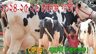 ২০২৪-২৫,২৬ চ্যলেঞ্জ গাভী জোড়া ধরলেই কক্সবাজার ! উত্তরবঙ্গের সর্ববৃহৎ খামার থেকে ! গরুরহাট