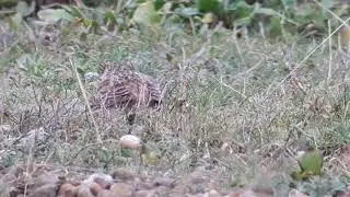 Shorelark