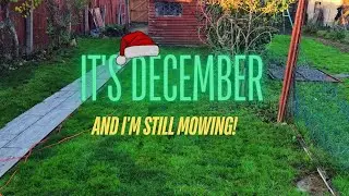 Can you CUT Grass in DECEMBER - Winter Lawn Care | Garden Wala #gardening #lawn  
