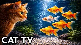 🔴 Cat TV Aquarium LIVE 🌙 Night Fish Tank for Cats (4K, No Music)