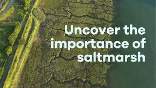 Salt marshes and beyond - Rewilding The Sea