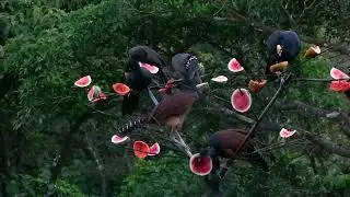 Great Curassows & Crested Guans - Arenal - Costa Rica 5-11-24 Howard Vaughan