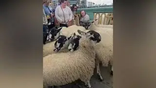 Brits Herd Sheep Across London Bridge With Lord Mayor