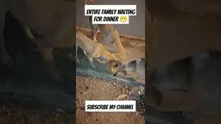 #pet #doglover #petfeed #shortvideo #pets#petfed #dog #streetdog #streetpets #disney#troll#trending
