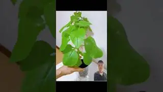 Grow Vegetables Using Plastic Bottles ♻️ #kitchen #reallifehacks #lifehack #icehack