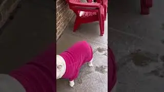 Dogs loving the snow #frenchbulldog #shortvideo  #frenchie #englishbulldog #bulldogdivas #snow #dogs