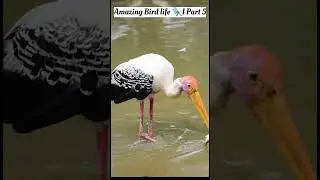 Amazing Bird life🐦part 5 #birds #nature #ytshorts #beautifulbirds#shorts#amazing@KrishanVerse