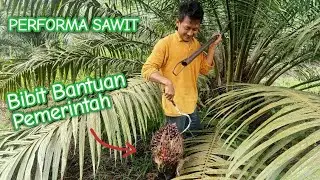 Performa Bibit Sawit Bantuan Pemerintah | Elaeis Guineensis