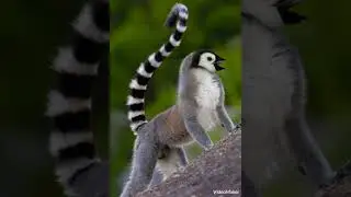 Pengur