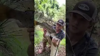 Have some footage planned stay tuned Monster freshwater barra coming up