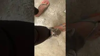Cute Kitten Climbing Up Pant Leg #kitten #yourcat