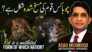 History of Rats in Islam | Kya Chuhe Ko Marna Jaiz Hai | How to Get Rid From Rats - Dr Asad Mehmood