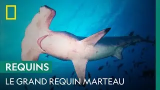 Le grand requin marteau, l'un des plus grands pr&eacute;dateurs de Floride