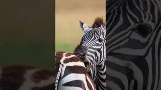 Zebras Grooming Each Other  Wincent   PySpU #nature #wildlife #zebra