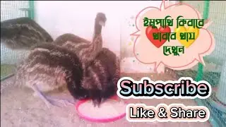 Emu Birds|| Emu bird eats food || #birdsvideo #viralvideo #video #birds