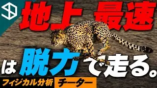 【チーター】地上最速が使う脱力のメカニズムとそのトレーニング方法【YouTube体育大学 フィジカル分析 】